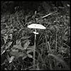 jedna bedla jedl (a parasol mushroom)